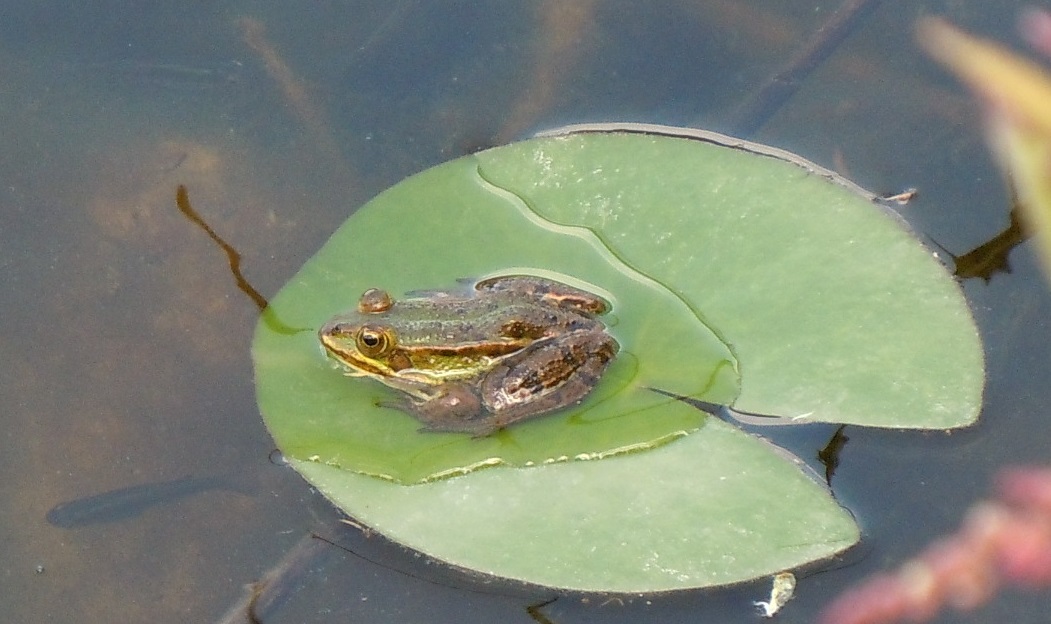 Tutte rane verdi? S, Pelophylax sp. (prov. Napoli)